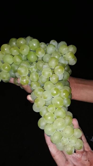 Producător butasi vita de vie