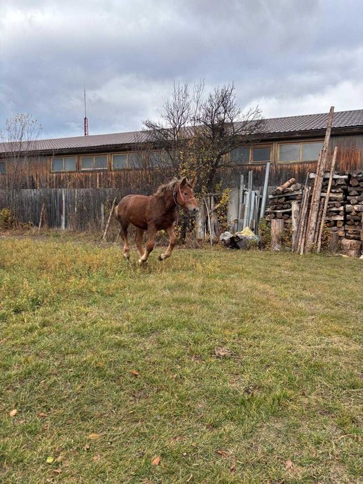 mânz, armăsar 7 luni
