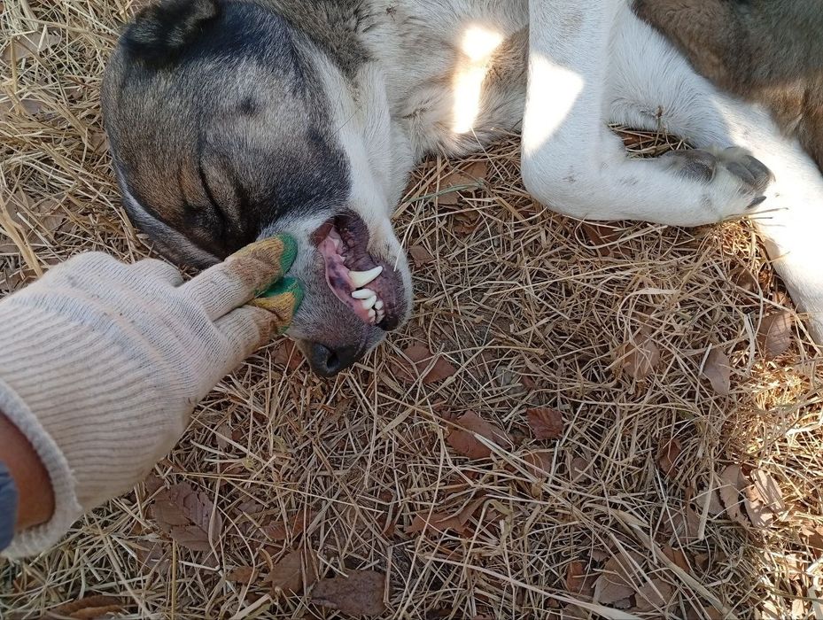 Alabay gidiklar Sotiladi