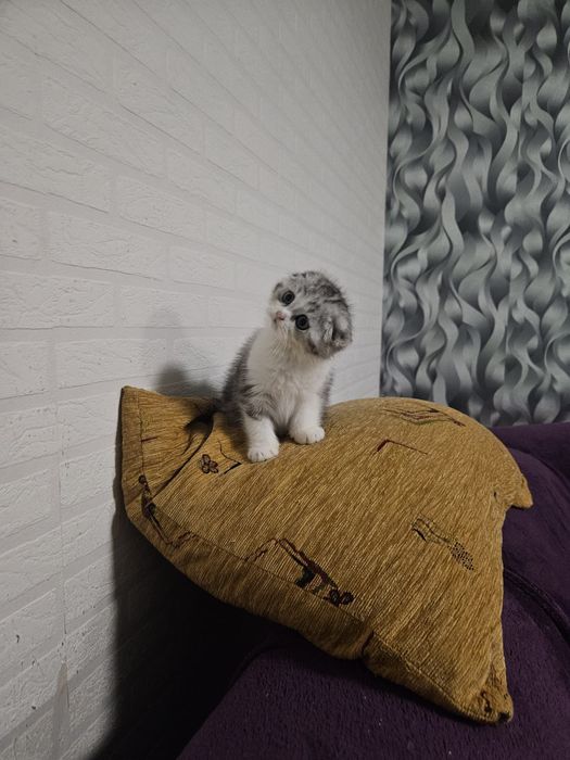 Scottish fold marmor