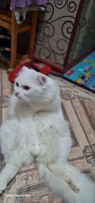 Oppoq aqilli qimmat muzhyk