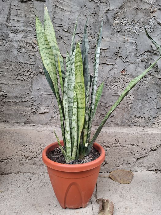 Конатные цветы.Сансевиера.