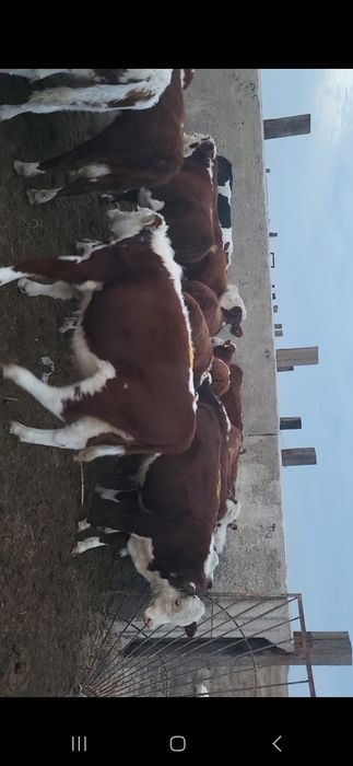 Патсос сатылады Акбас