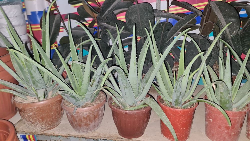 Aloe vera guli sotiladi.