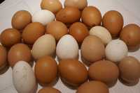 домашние яйца, сметана