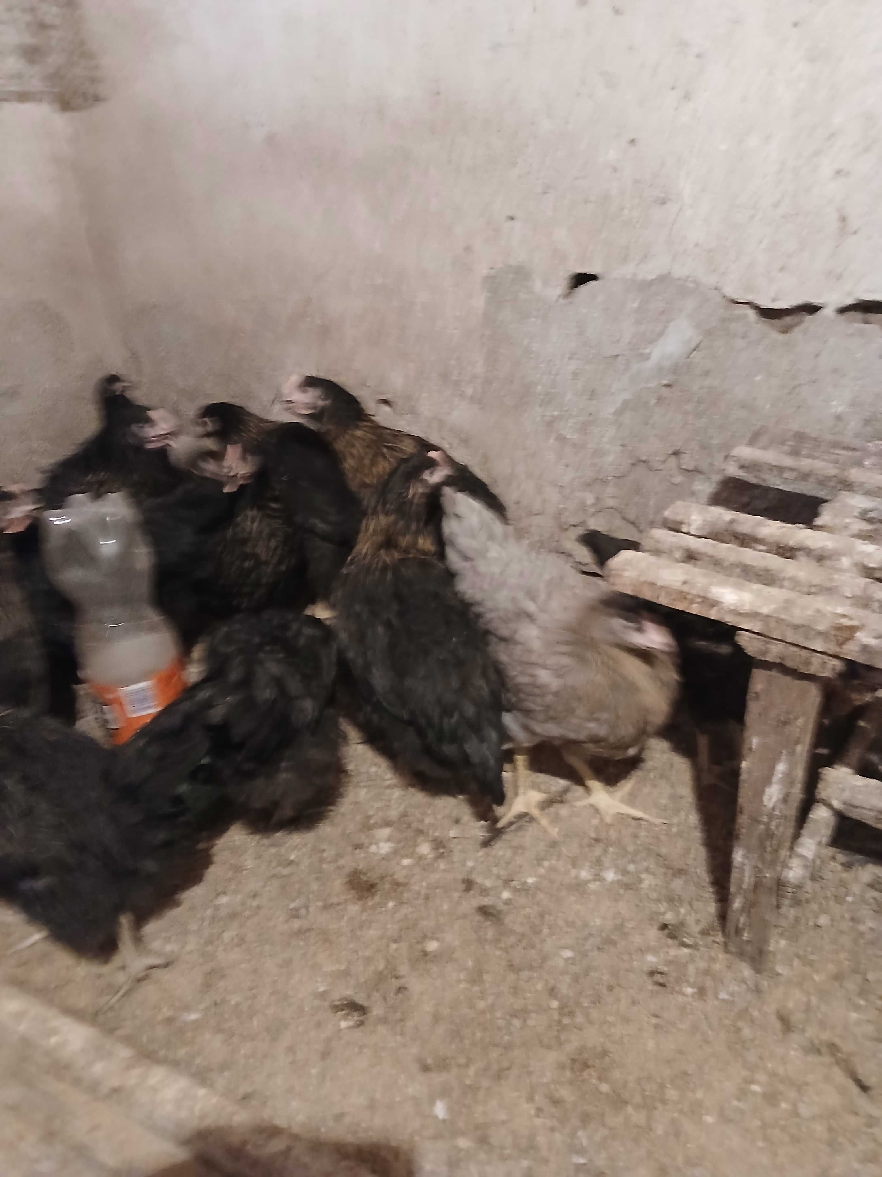 Продавам женски пилета на 3 месеца  супер харко