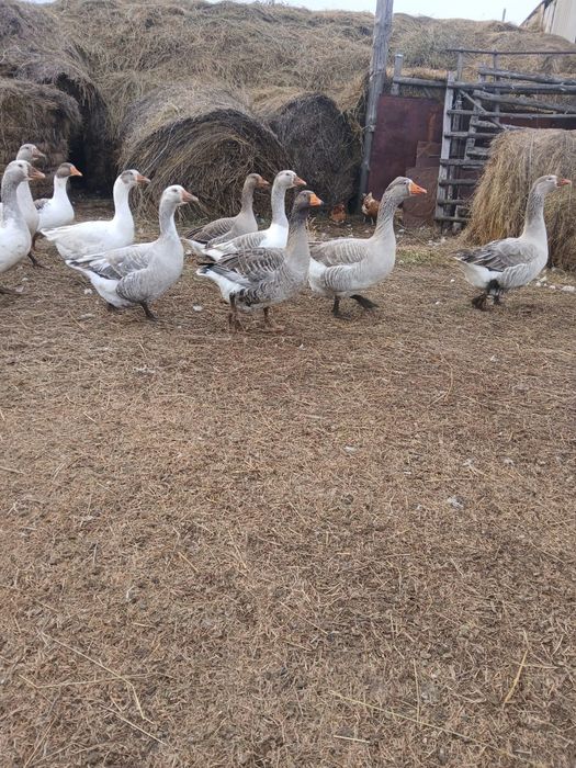 Продам Гусей домашних