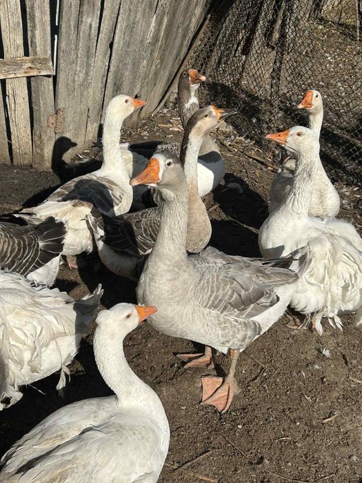 Pereche gaste frumoase