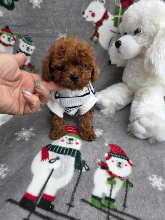 Тийкъп момче/ Tea cup/ с документ за произход