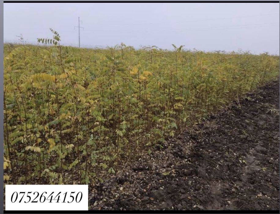 Puieți diferite soiuri direct de la producator100% !!