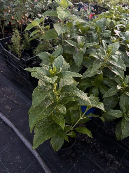 Хортензия за Слънце и сянка