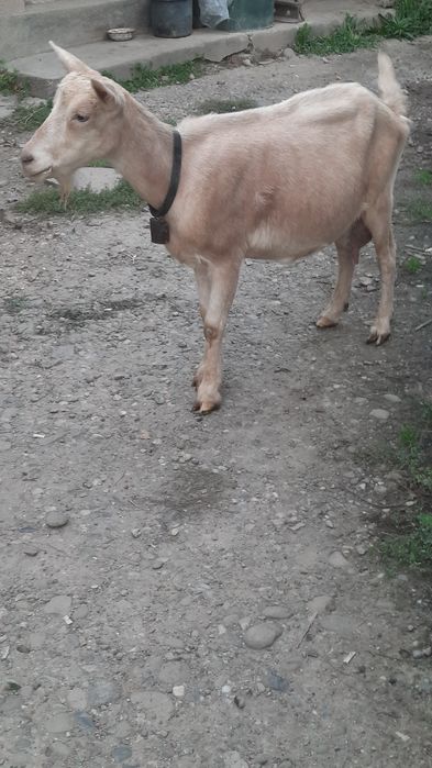 Capră metiș sanen-alpin francez