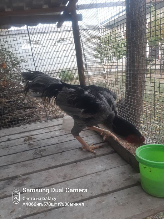 Даканг сотилади 1 ёш