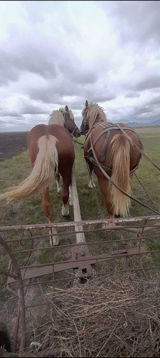 Vand manz si iapa gestanta