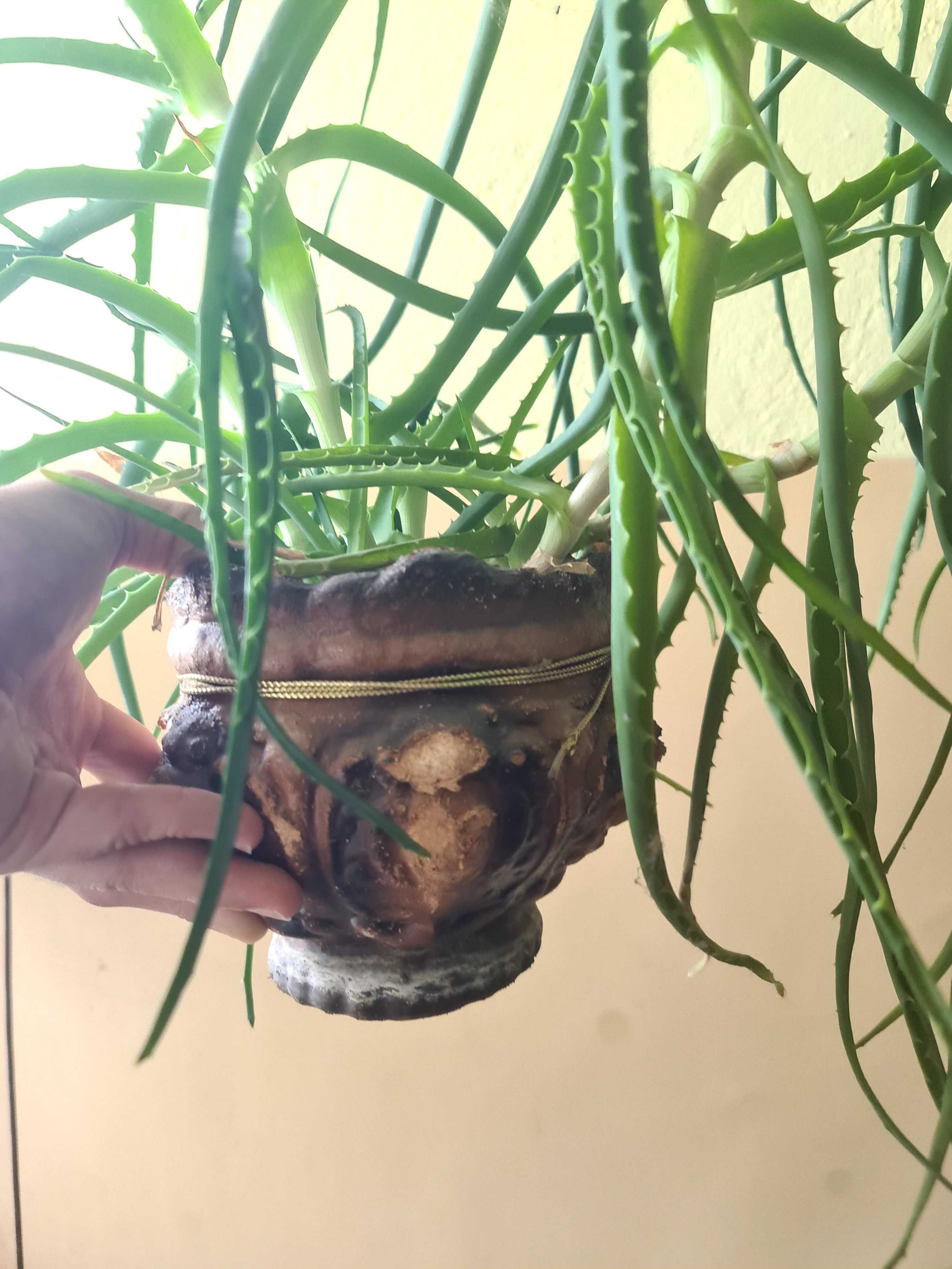 Дървовидно Алое (Aloe Arborescens)