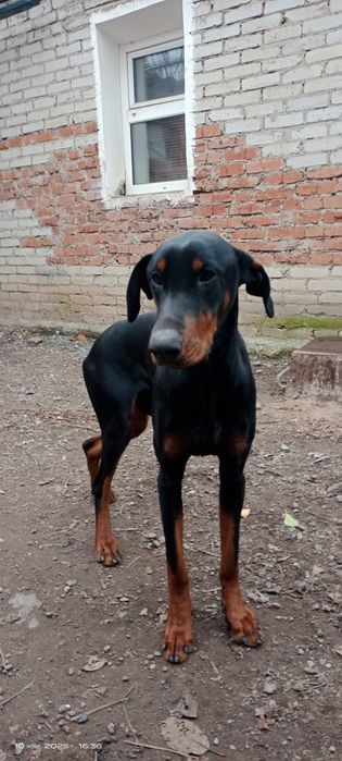 Отдам в добрые руки доберманчика