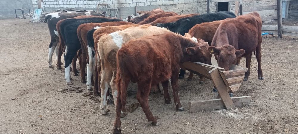 Баспактар сатылады