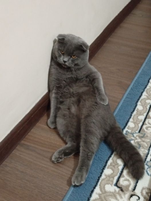 Vyazkaga Zotlik Mushuk (Scotish fold) qochirishga