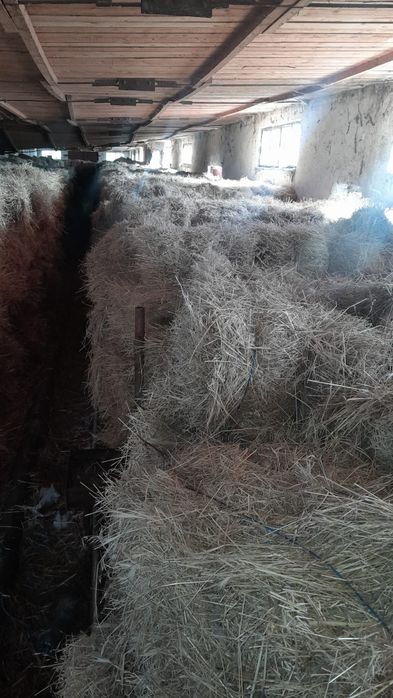 Vând baloti paie fân