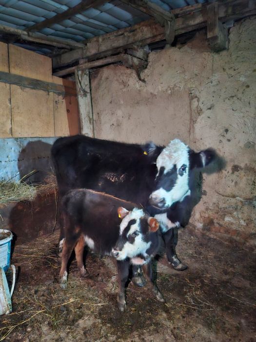 Продам срочно корову и теленка