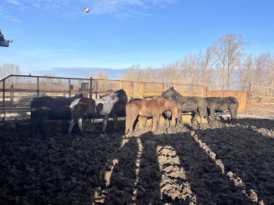 Продам лошадей с откорма