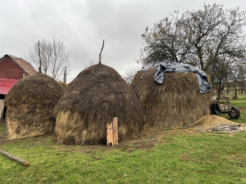 Vand fan si lucerna de calitate buna , ne-plouat