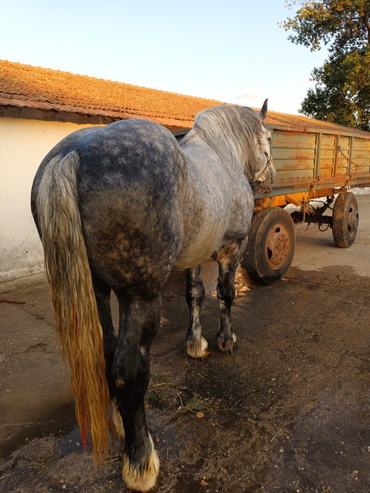 Vand Armăsar de 6 ani