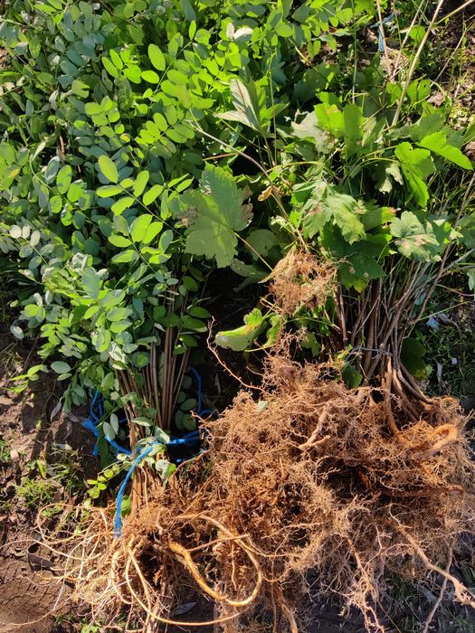 Puieți de salcâm tei mesteacăn frasin Paltin