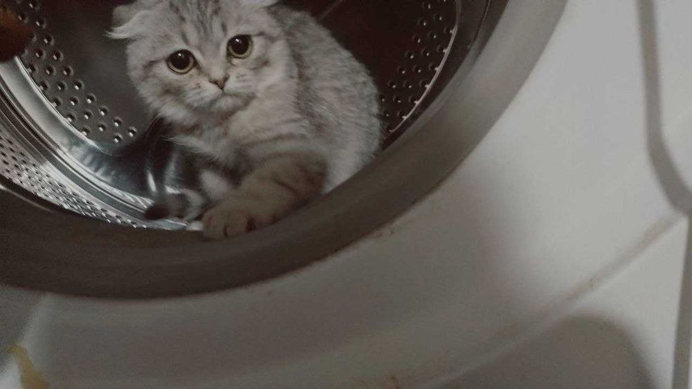 Продам кошечку котенка