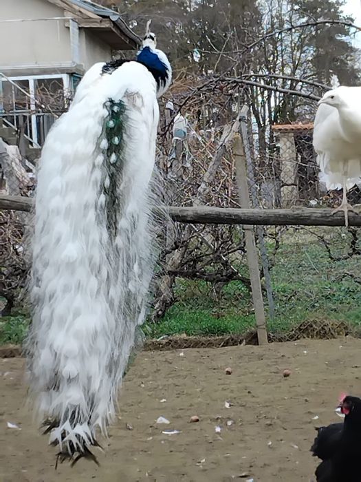 Свободни пауни  сребърни Арлекини  Бели  индийски  обикновени