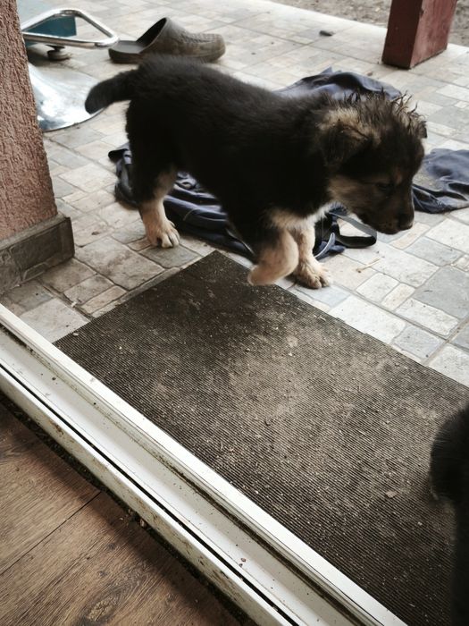 Donez căței  unu sau amândoi .