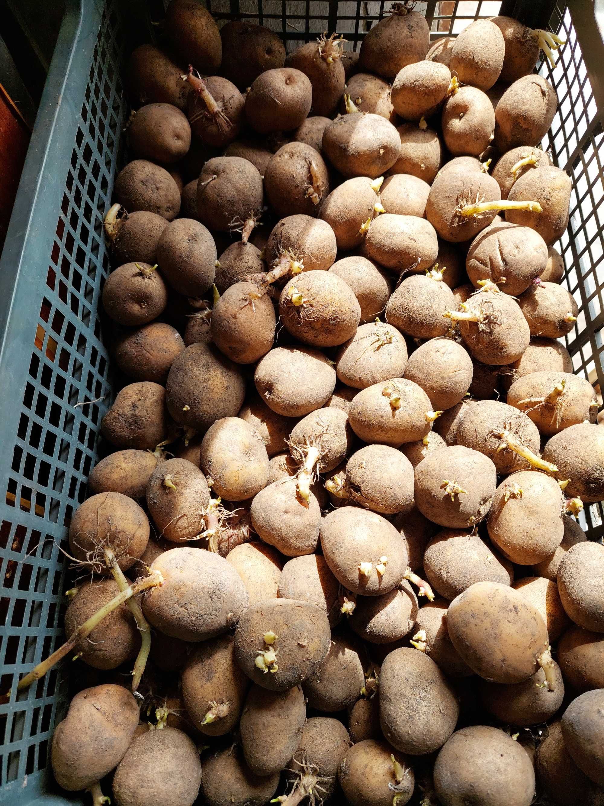 картофель семенной домашний