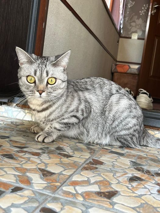 Подарю кошку в хорошие руки