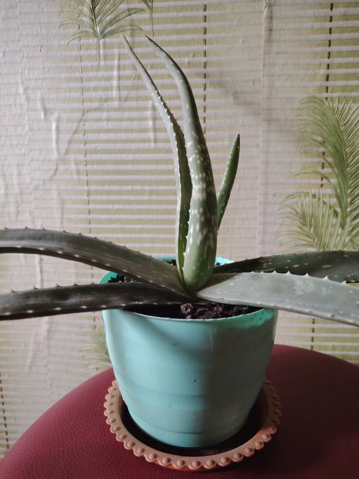 Комнатные цветы для дома