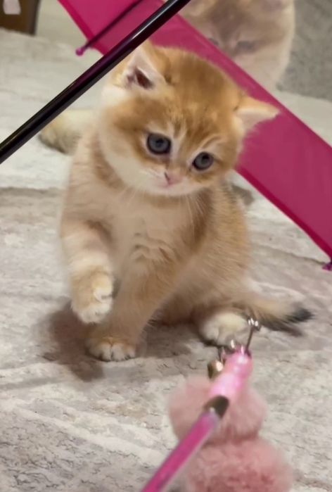 Шикарный Британец Золотая Шиншилла NY12