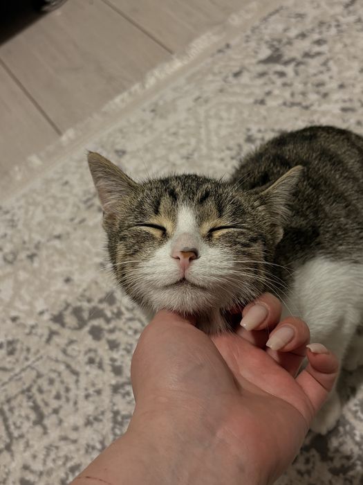 котенок,5 месяцев