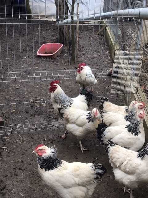 Vînd ouă de incubat Sussex herminat 5 lei/bucata
