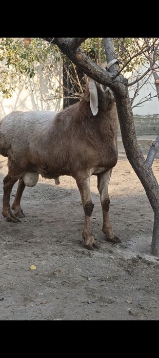 Arashan zotlik quylar sotiladi