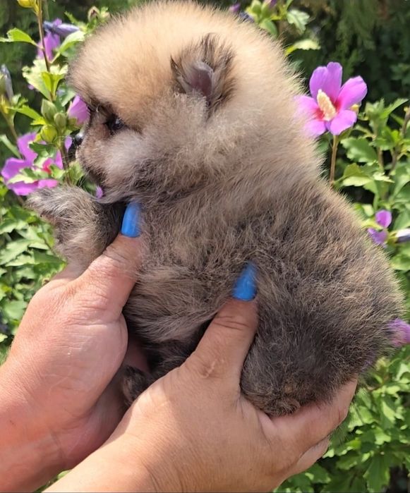 Миниатюрен померан