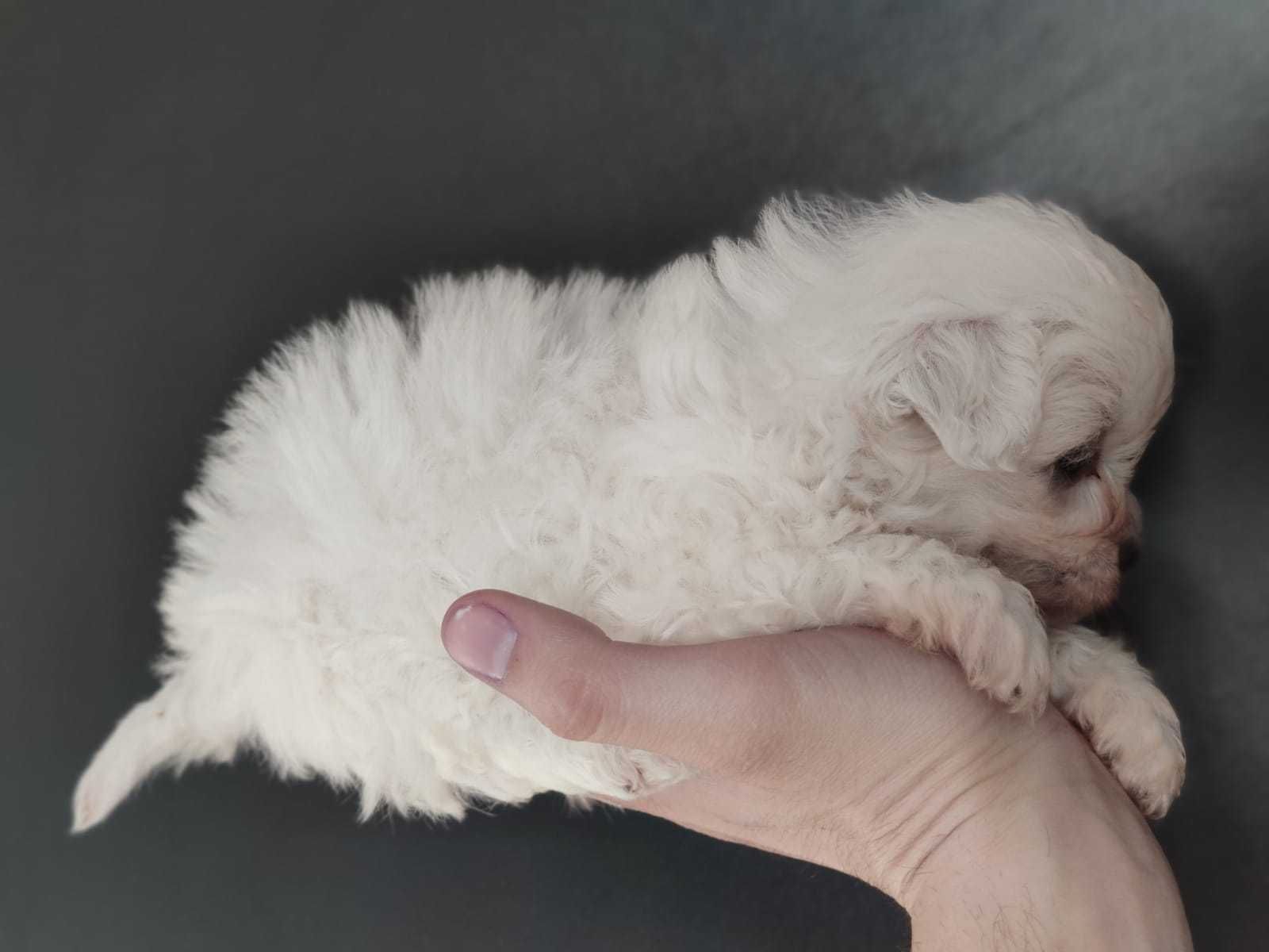 Bichon maltesse talie mică (mini)