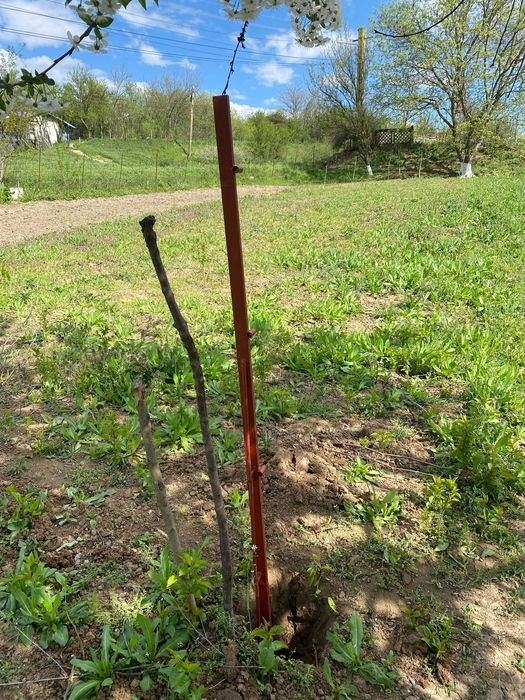 Vand stalpi pentru vita de vie/ pari de gard