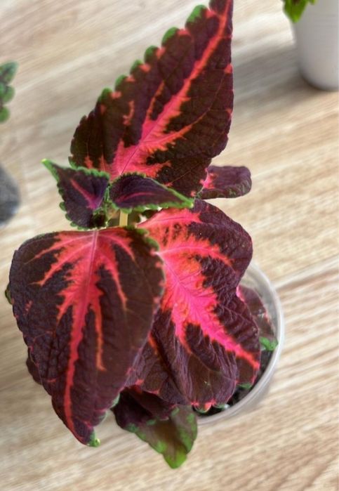 Отдам цветок бесплатно