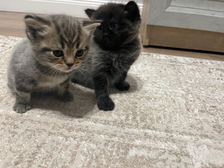 котята            .