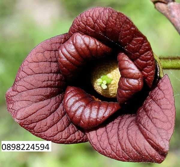 Asimina triloba, Асимина, Пау-пау, Индиански банан