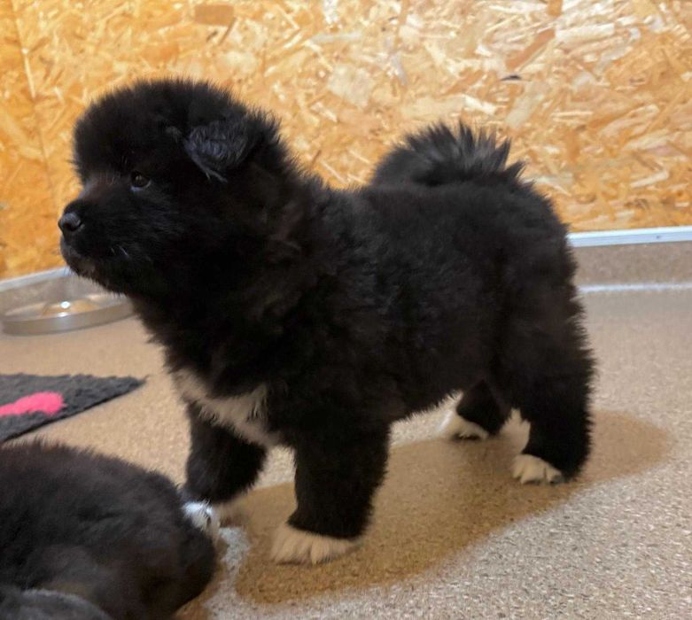 Pui Akita American Long Coat cu Pedigree