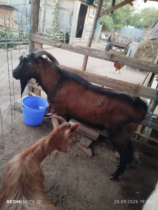 Tap metis alpin francez