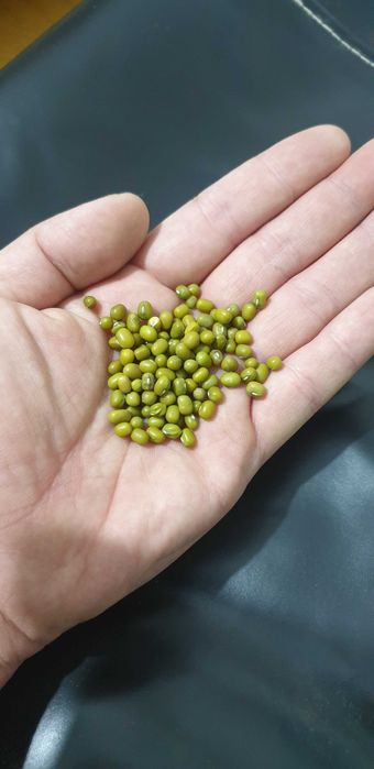 МАШ высшего сорта