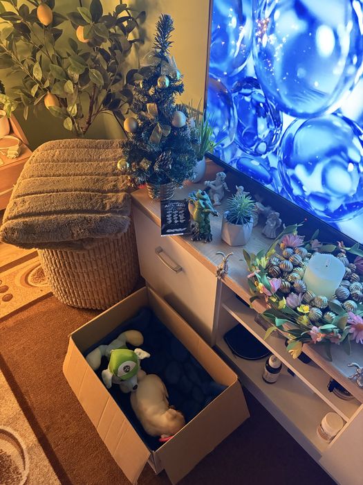 Мини чиху пинчер