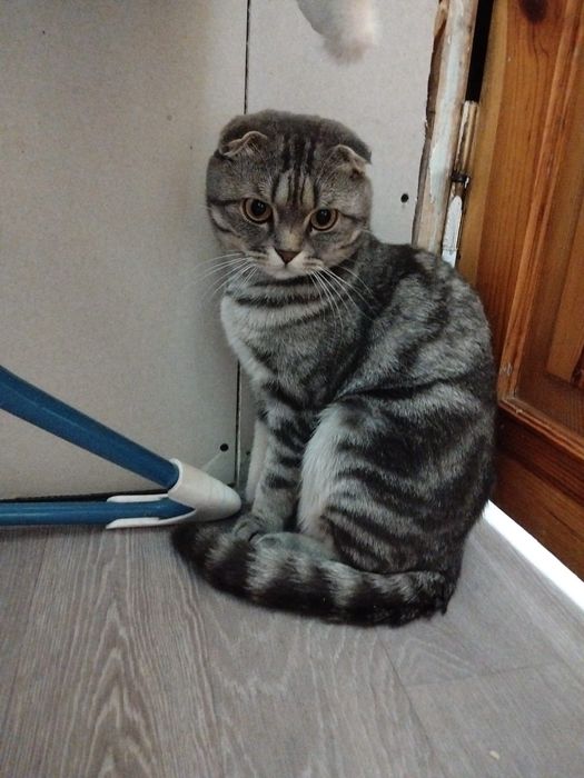 Отдам в добрые руки кота