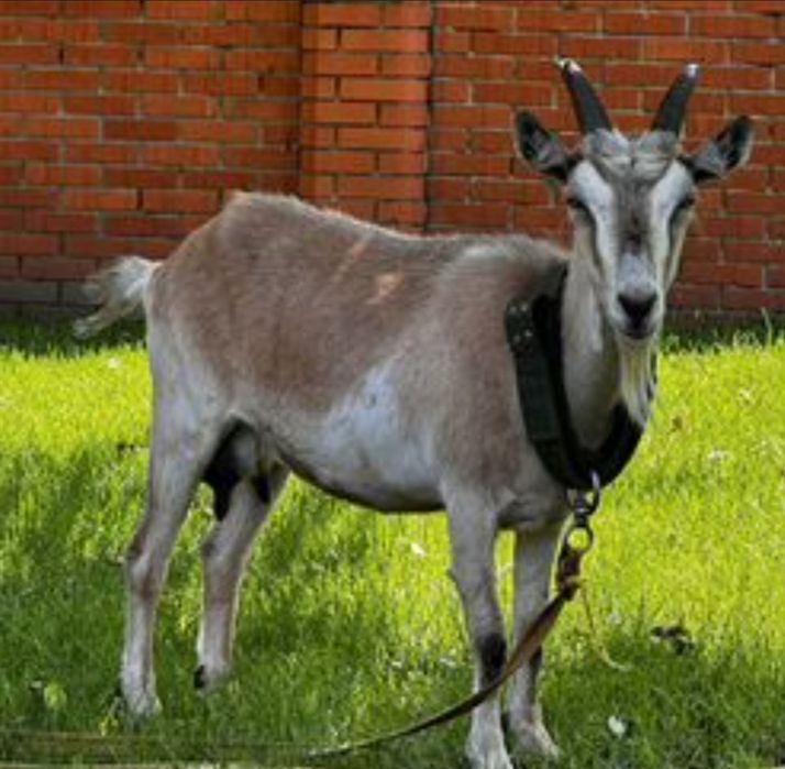 Альпиская коза 1.5 года